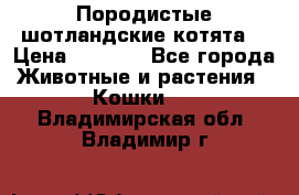 Породистые шотландские котята. › Цена ­ 5 000 - Все города Животные и растения » Кошки   . Владимирская обл.,Владимир г.